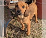 Small #2 Mutt