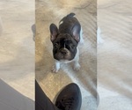 Small #5 French Bulldog