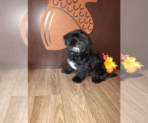 Yorkshire Terrier Puppy for sale in LAPEER, MI, USA