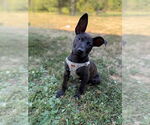 Small #1 American Pit Bull Terrier-Labrador Retriever Mix