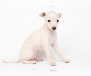 Italian Greyhound Puppy for sale in SAN DIEGO, CA, USA