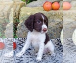 Puppy Chet English Springer Spaniel