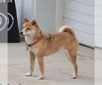 Small Photo #4 Shiba Inu Puppy For Sale in FREDERICKSBG, OH, USA