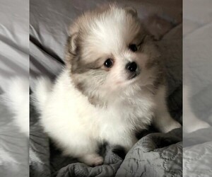 Pomeranian Puppy for sale in LISLE, IL, USA