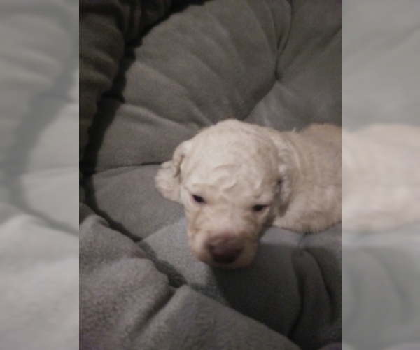 Medium Photo #2 Goldendoodle (Miniature) Puppy For Sale in NORTH LIBERTY, IN, USA