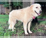 Small Photo #6 Great Pyrenees Puppy For Sale in Spring, TX, USA