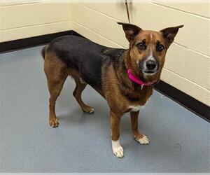 Australian Kelpie-Unknown Mix Dogs for adoption in Denver, CO, USA