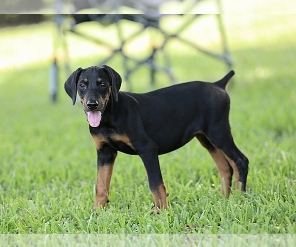 Medium Photo #14 Doberman Pinscher Puppy For Sale in BEAUMONT, TX, USA