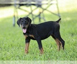 Small Photo #14 Doberman Pinscher Puppy For Sale in BEAUMONT, TX, USA