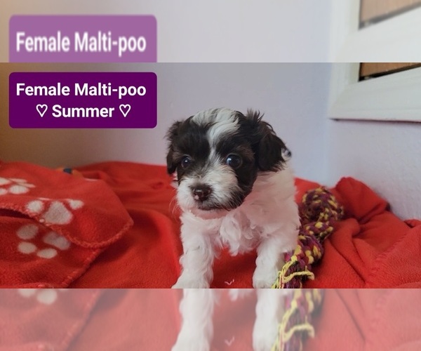 Medium Photo #3 Maltipoo (Toy) Puppy For Sale in TUCSON, AZ, USA