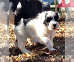 Small Photo #3 Portuguese Water Dog Puppy For Sale in MURFREESBORO, TN, USA