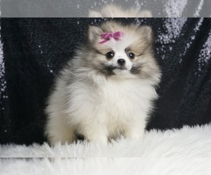 Medium Pomeranian