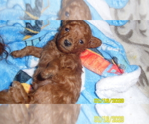 Poodle (Toy) Puppy for sale in DULUTH, GA, USA