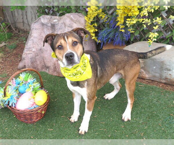 Medium Photo #1 Mutt Puppy For Sale in Oklahoma City, OK, USA