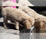 Small Photo #5 Labradoodle Puppy For Sale in OLD TOWN, FL, USA