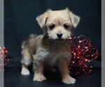 Small #1 Morkie