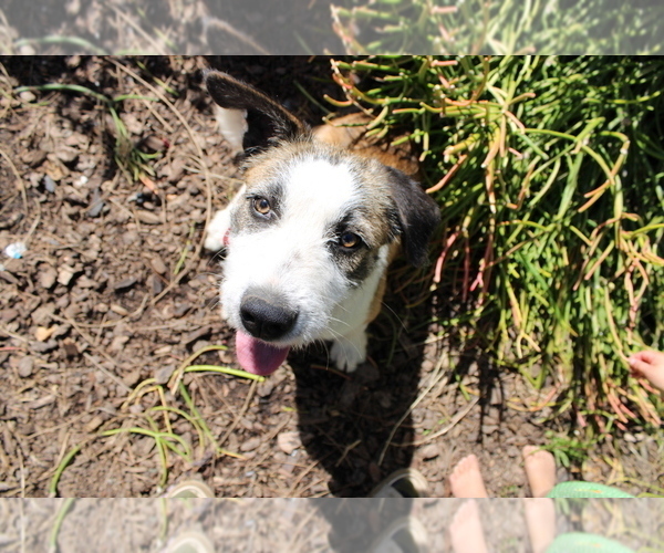 Medium Photo #1 Border-Aussie Puppy For Sale in CAMARILLO, CA, USA