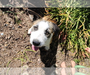 Border-Aussie Puppy for sale in CAMARILLO, CA, USA