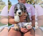 Small #1 Miniature Bernedoodle