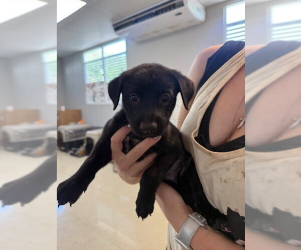 Medium Photo #3 Chihuahua-Unknown Mix Puppy For Sale in Jefferson, NJ, USA