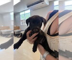 Small #2 Chihuahua Mix