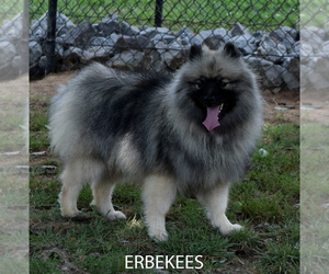 Mother of the Keeshond puppies born on 10/25/2023