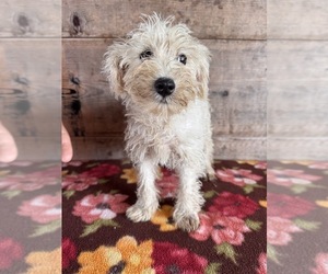 Schnauzer (Miniature) Puppy for sale in VERMONTVILLE, MI, USA