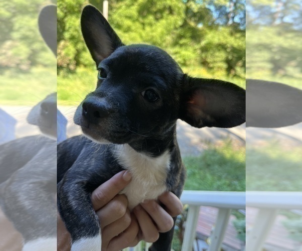 Medium Photo #8 French Bullhuahua Puppy For Sale in SPRAGGS, PA, USA