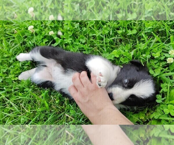 Medium Photo #10 Border Collie Puppy For Sale in NORBORNE, MO, USA