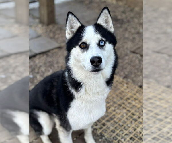 Medium Photo #3 Siberian Husky Puppy For Sale in Matawan, NJ, USA