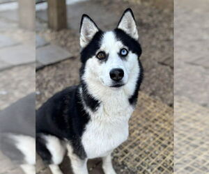 Maya - Female Siberian Husky Dog for Adoption - Photo #3