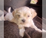 Image preview for Ad Listing. Nickname: Litter of 4
