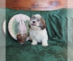 Small Photo #1 Zuchon Puppy For Sale in LE MARS, IA, USA
