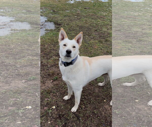 Medium Photo #1 Mutt Puppy For Sale in Polson, MT, USA