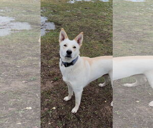 Mutt Dogs for adoption in Polson, MT, USA