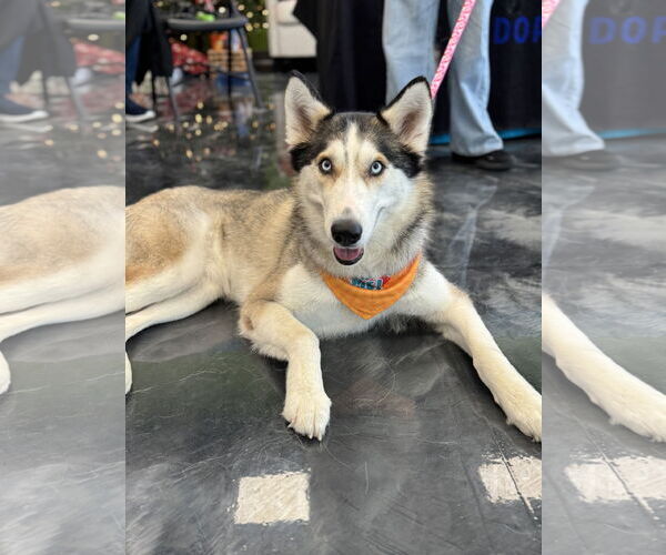 Medium Photo #3 Siberian Husky Puppy For Sale in Carrollton, TX, USA