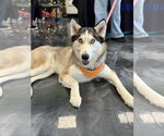 Small #2 Siberian Husky