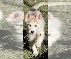 Siberian Husky Puppy for sale in FRANKLINVILLE, NJ, USA