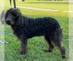 Small Photo #1 Labradoodle Puppy For Sale in SALUDA, SC, USA