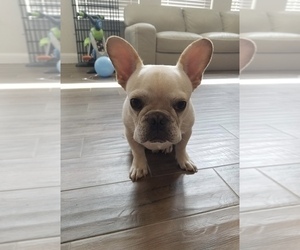 French Bulldog Puppy for sale in ARGYLE, TX, USA