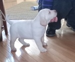 Small Photo #2 Labrador Retriever Puppy For Sale in ORANGE, MA, USA