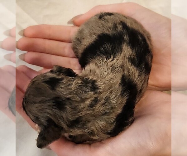 Medium Photo #6 Aussiedoodle Miniature  Puppy For Sale in COLUMBIA, TN, USA