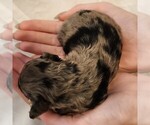 Small #5 Aussiedoodle Miniature 