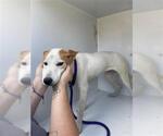 Small Shiba Inu Mix
