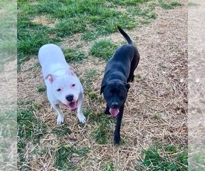 American Bulldog-Unknown Mix Dogs for adoption in columbia, SC, USA