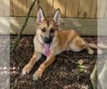 Small German Shepherd Dog Mix