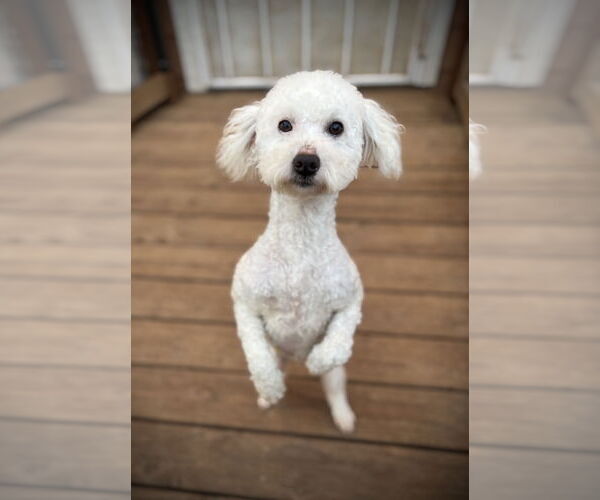 Medium Photo #1 Poodle (Miniature) Puppy For Sale in Milpitas, CA, USA