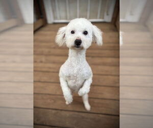 Poodle (Miniature) Dogs for adoption in Milpitas, CA, USA