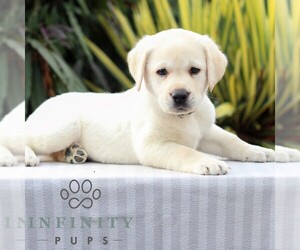 Labrador Retriever Puppy for sale in GORDONVILLE, PA, USA
