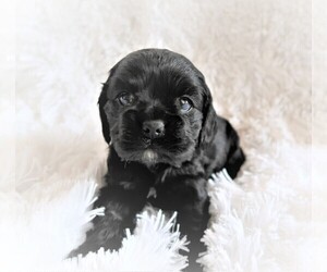 Cocker Spaniel Puppy for sale in KALAMAZOO, MI, USA